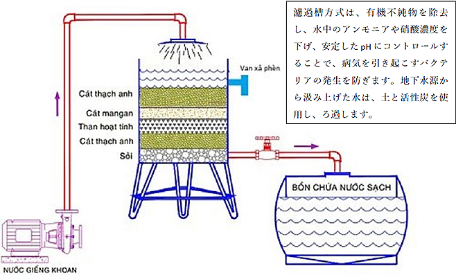濾過槽方式は、有機不純物を除去し、水中のアンモニアや硝酸濃度を下げ、安定したpH にコントロールすることで、病気を引き起こすバクテリアの発生を防ぎます。地下水源から汲み上げた水は、土と活性炭を使用し、ろ過します。