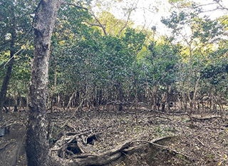 落葉が地面を覆う林の風景。木々が密集して生い茂り、地面には倒木や根が露出している。奥の方まで木々が連なり、自然のままの静かな森の雰囲気が感じられる。